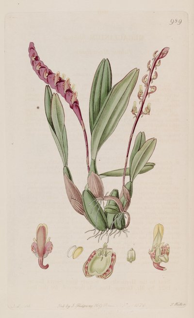 Illustrazione di Bulbophyllum falcatum (come sin. Megaclinium falcatum) da J. L.